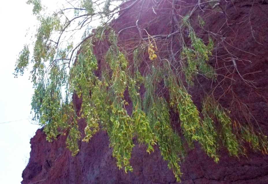 Da Tenerife (Canarie):  Plocama pendula (Rubiaceae) e Periploca laevigata (Apocybaceae)