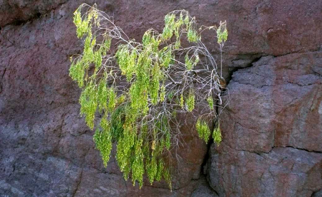 Da Tenerife (Canarie):  Plocama pendula (Rubiaceae) e Periploca laevigata (Apocybaceae)