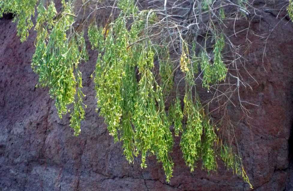 Da Tenerife (Canarie):  Plocama pendula (Rubiaceae) e Periploca laevigata (Apocybaceae)