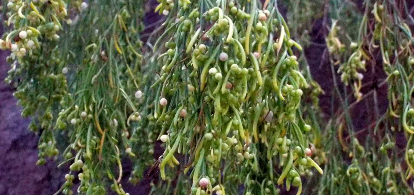 Da Tenerife (Canarie):  Plocama pendula (Rubiaceae) e Periploca laevigata (Apocybaceae)