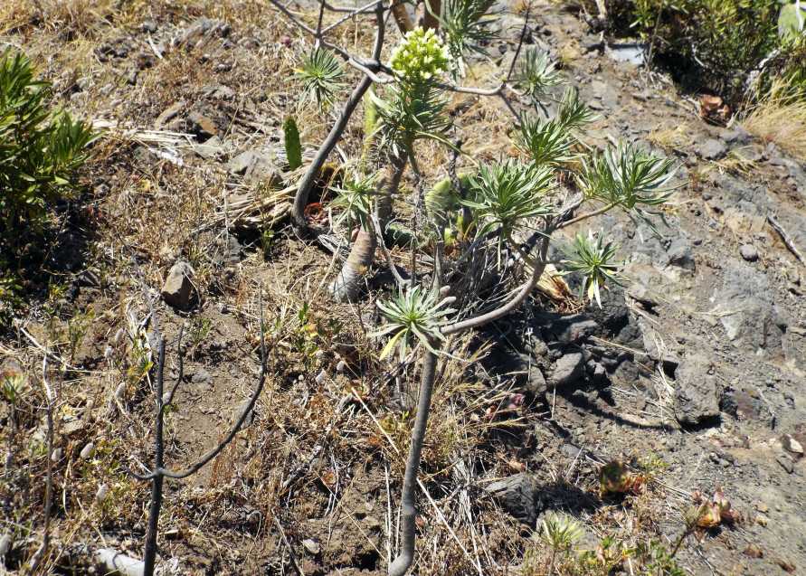 Da Tenerife (Canarie):  Echium cfr. aculeatum (Boraginaceae)