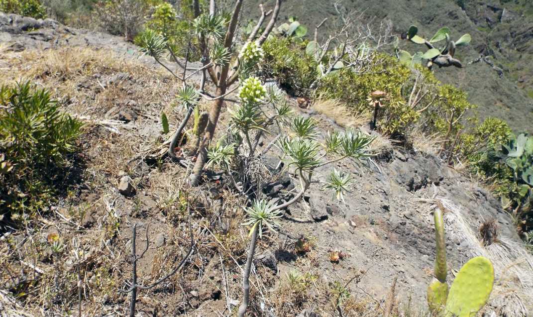 Da Tenerife (Canarie):  Echium cfr. aculeatum (Boraginaceae)