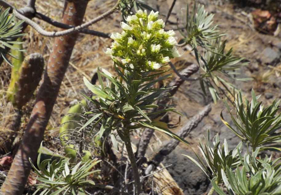 Da Tenerife (Canarie):  Echium cfr. aculeatum (Boraginaceae)