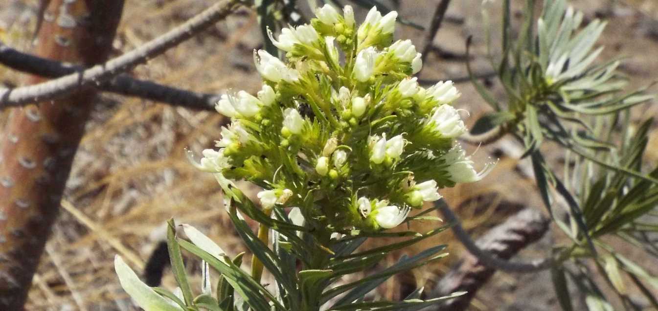 Da Tenerife (Canarie):  Echium cfr. aculeatum (Boraginaceae)