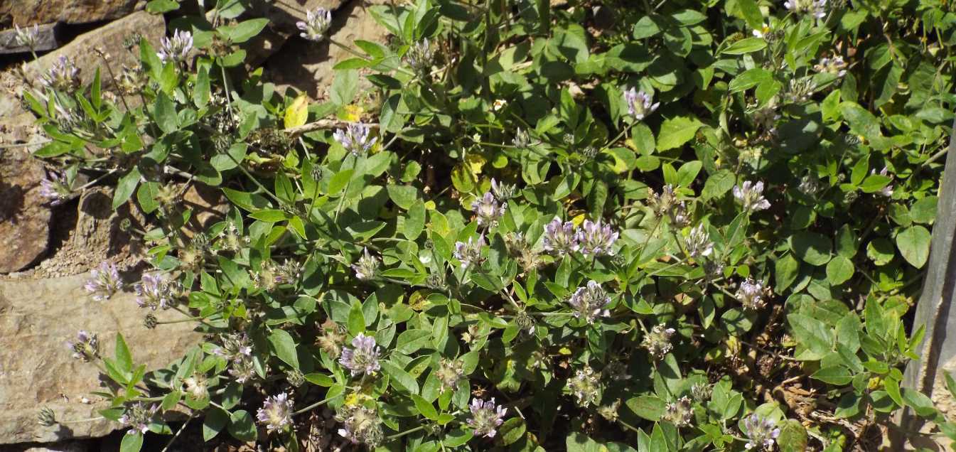 Da Tenerife (Canarie):  Bituminaria bituminosa (Fabaceae)