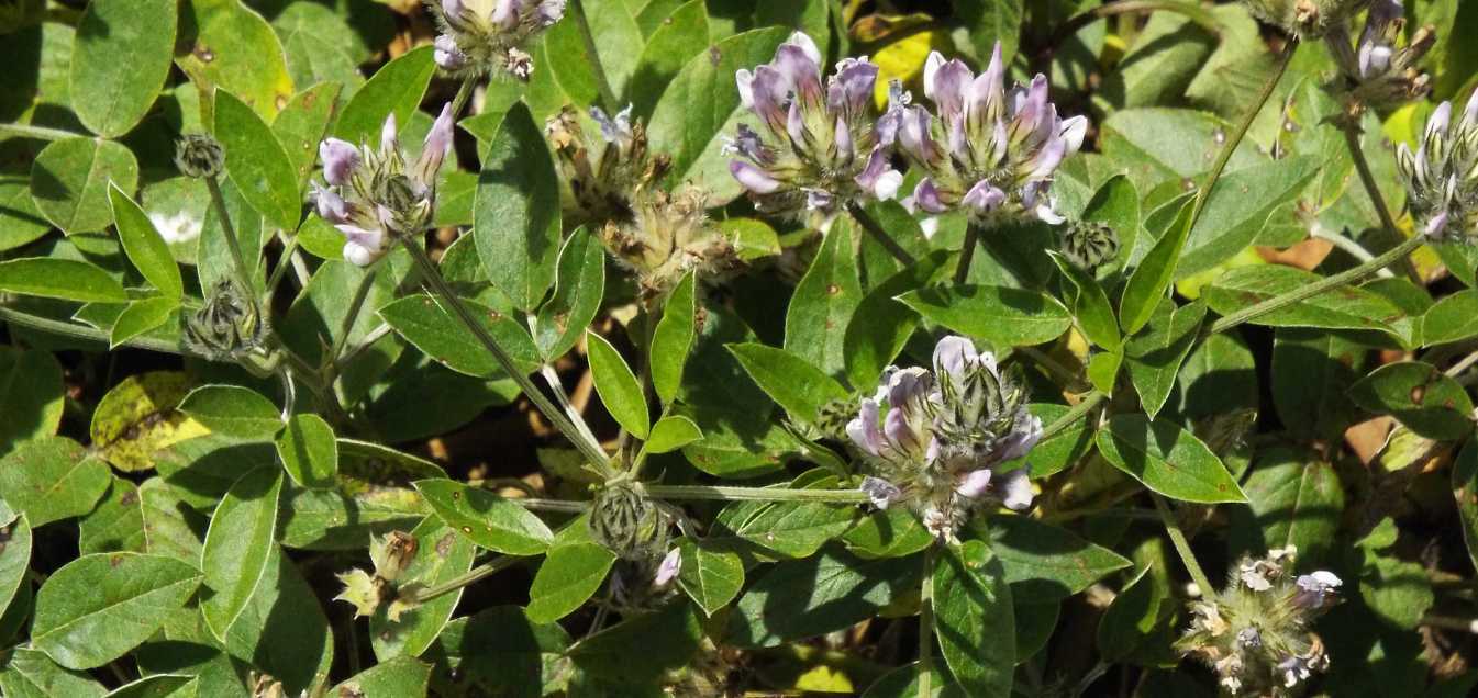 Da Tenerife (Canarie):  Bituminaria bituminosa (Fabaceae)