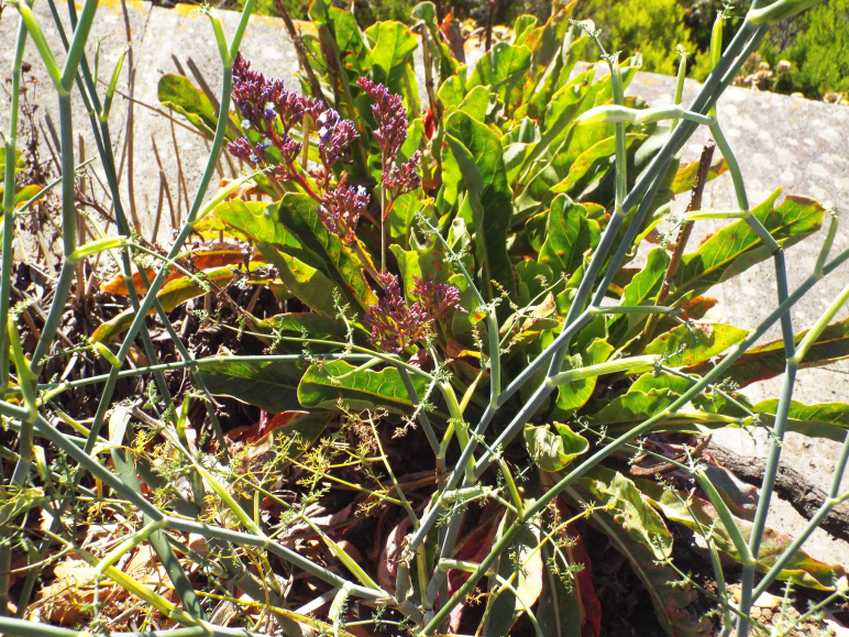 A Tenerife (Canarie): Limonium arborescens ( Plumbaginaceae)