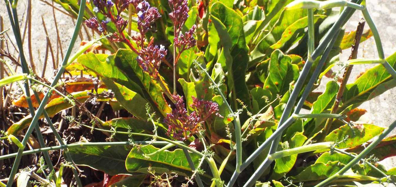 A Tenerife (Canarie): Limonium arborescens ( Plumbaginaceae)