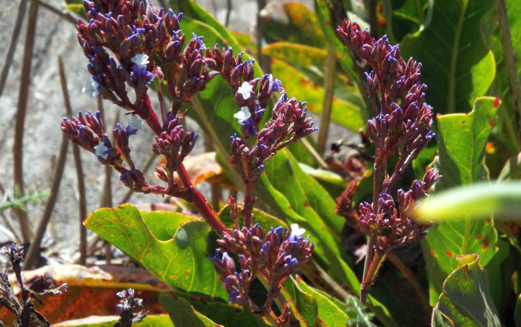 A Tenerife (Canarie): Limonium arborescens ( Plumbaginaceae)