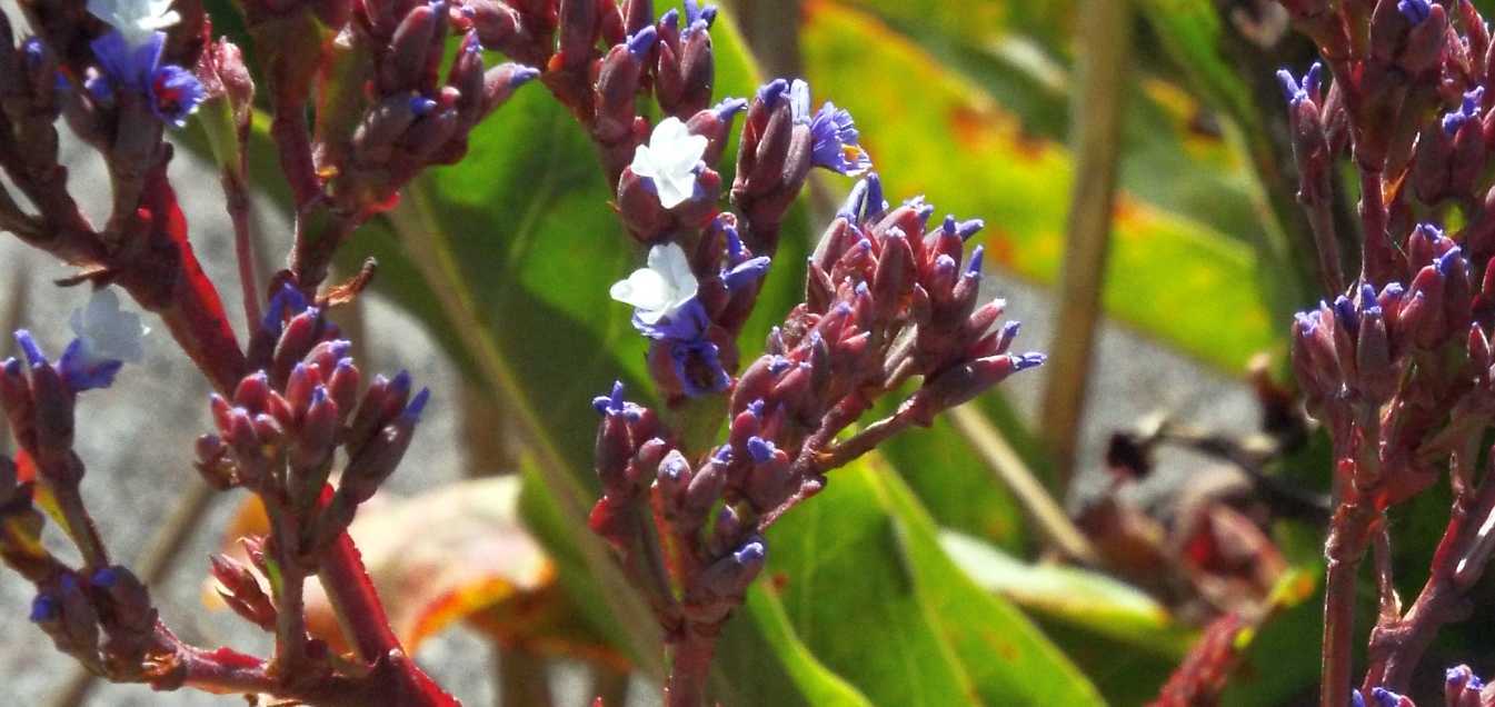 A Tenerife (Canarie): Limonium arborescens ( Plumbaginaceae)