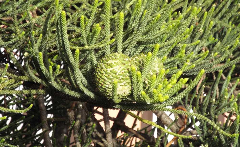 Da Tenerife (Canarie):  Quale Araucaria?