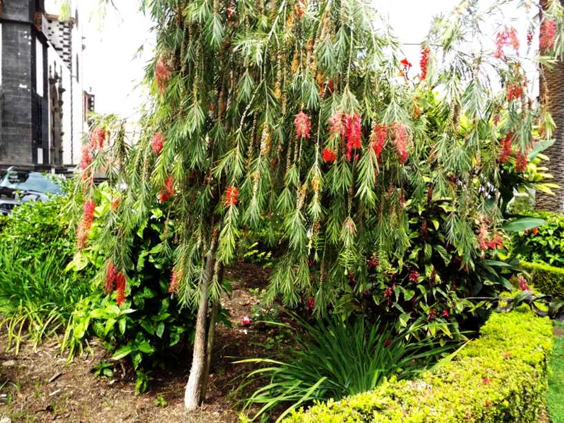 Da Tenerife (Canarie): Callistemon viminalis  (Myrtaceae)