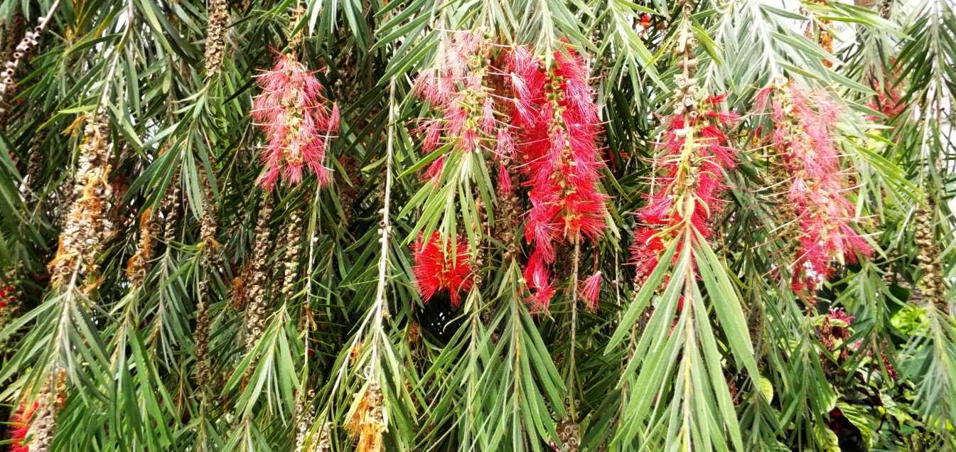 Da Tenerife (Canarie): Callistemon viminalis  (Myrtaceae)