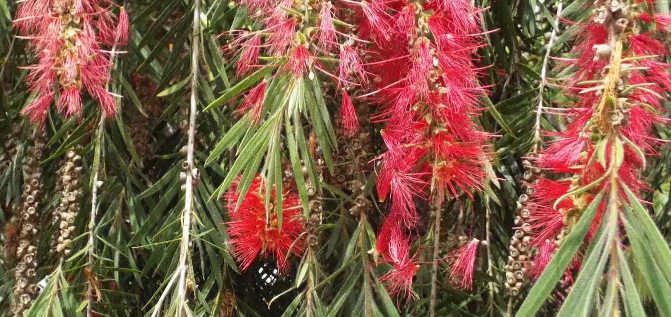 Da Tenerife (Canarie): Callistemon viminalis  (Myrtaceae)