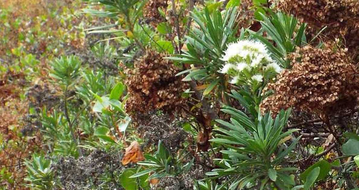 Da Tenerife (Canarie):  Echium cfr. aculeatum (Boraginaceae)