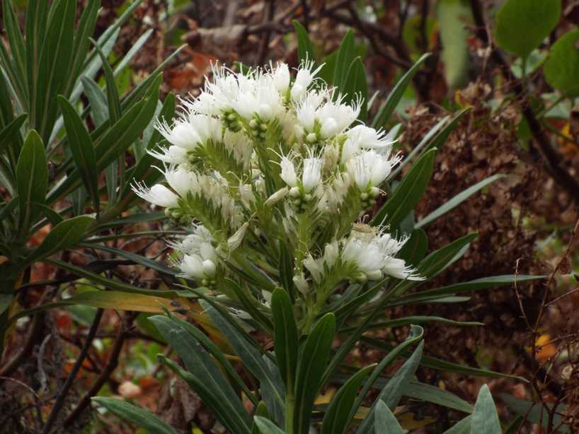 Da Tenerife (Canarie):  Echium cfr. aculeatum (Boraginaceae)