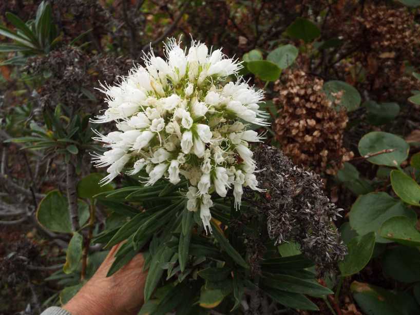 Da Tenerife (Canarie):  Echium cfr. aculeatum (Boraginaceae)