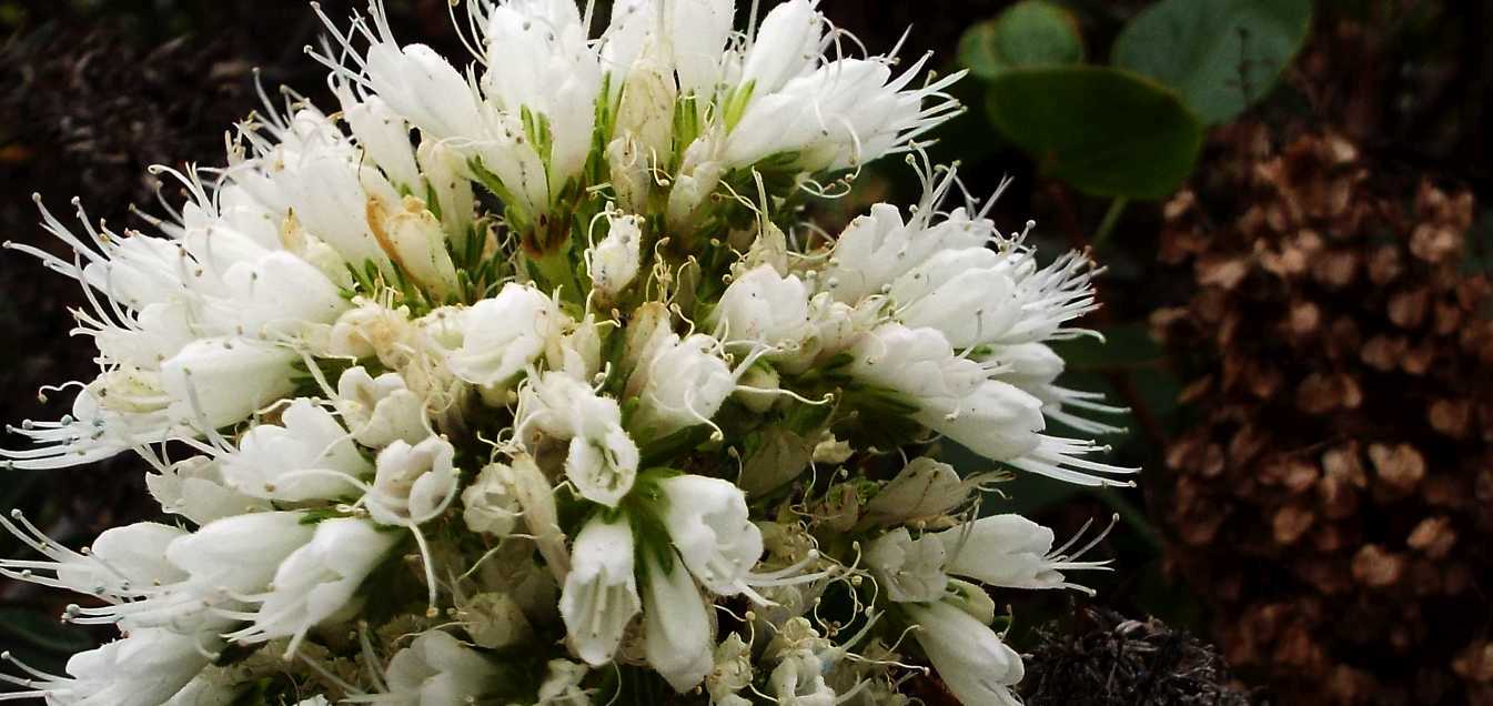 Da Tenerife (Canarie):  Echium cfr. aculeatum (Boraginaceae)