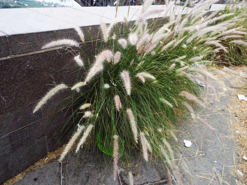 Da Tenerife (Canarie):  Pennisetum sp. (Poaceae)
