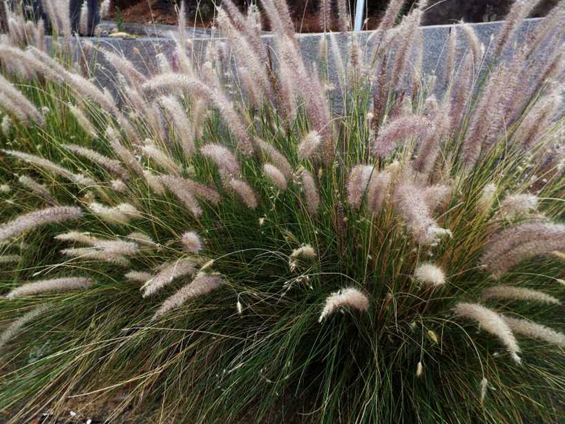 Da Tenerife (Canarie):  Pennisetum sp. (Poaceae)