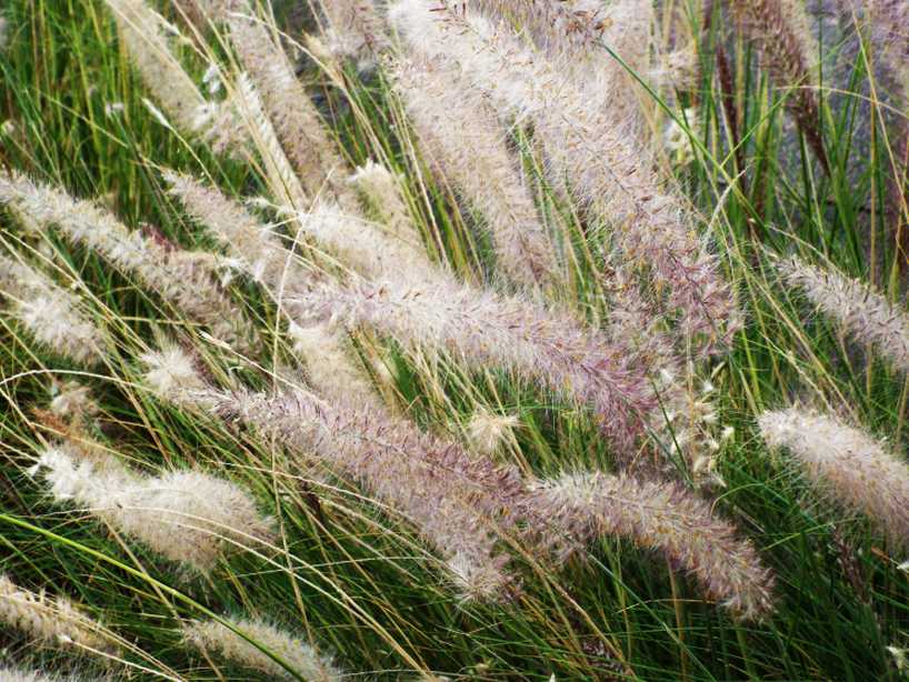 Da Tenerife (Canarie):  Pennisetum sp. (Poaceae)