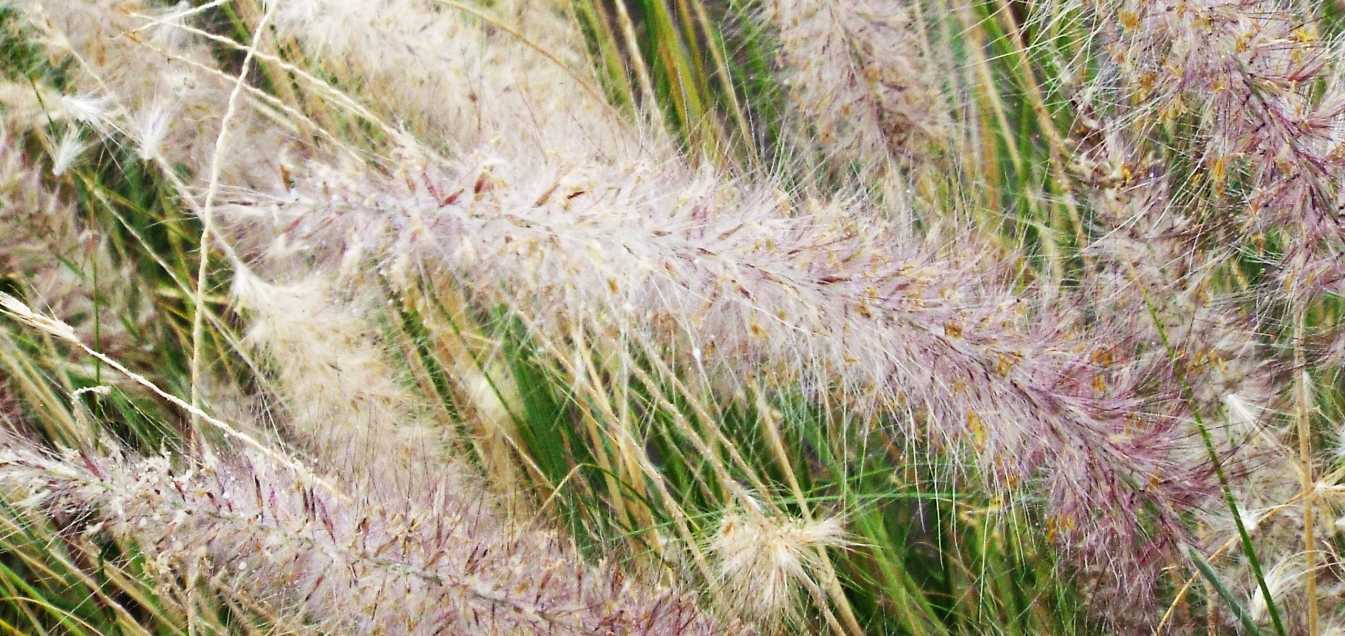 Da Tenerife (Canarie):  Pennisetum sp. (Poaceae)