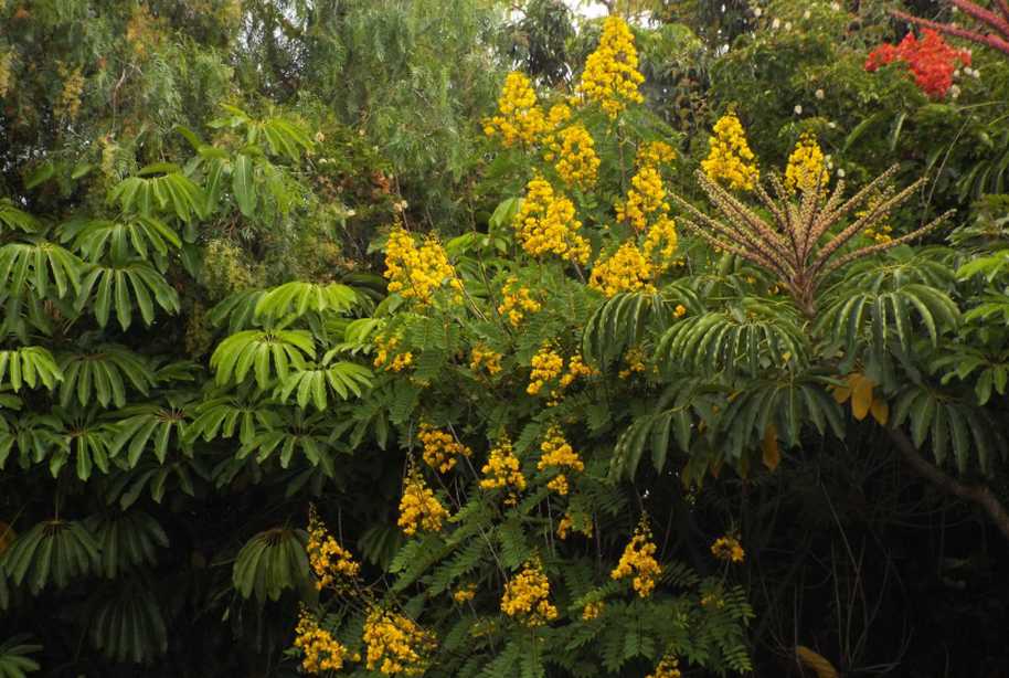 Da Tenerife (Canarie):  Senna spectabilis (Fabaceae)