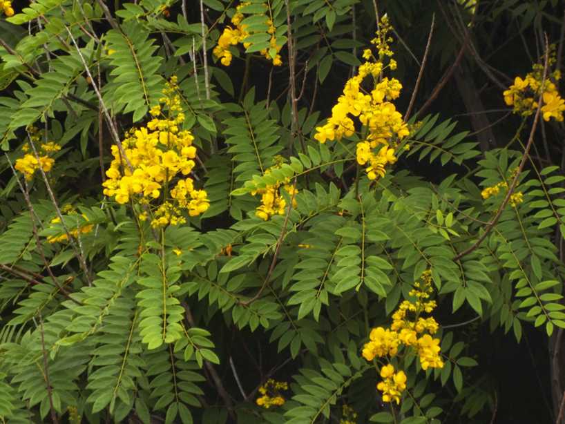 Da Tenerife (Canarie):  Senna spectabilis (Fabaceae)