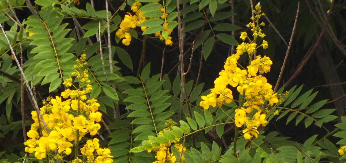 Da Tenerife (Canarie):  Senna spectabilis (Fabaceae)