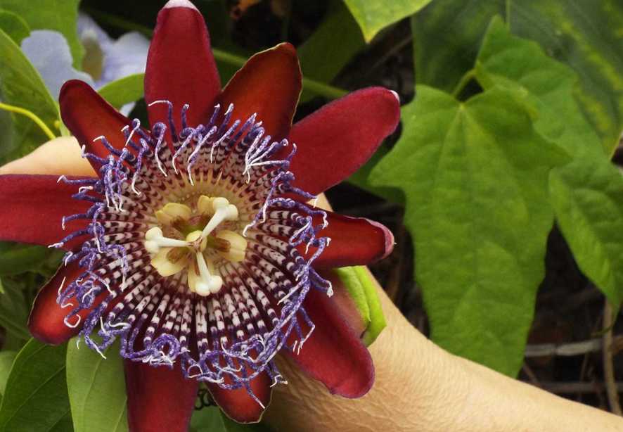Da Tenerife (Canarie):  Passiflora alata (Passifloraceae)