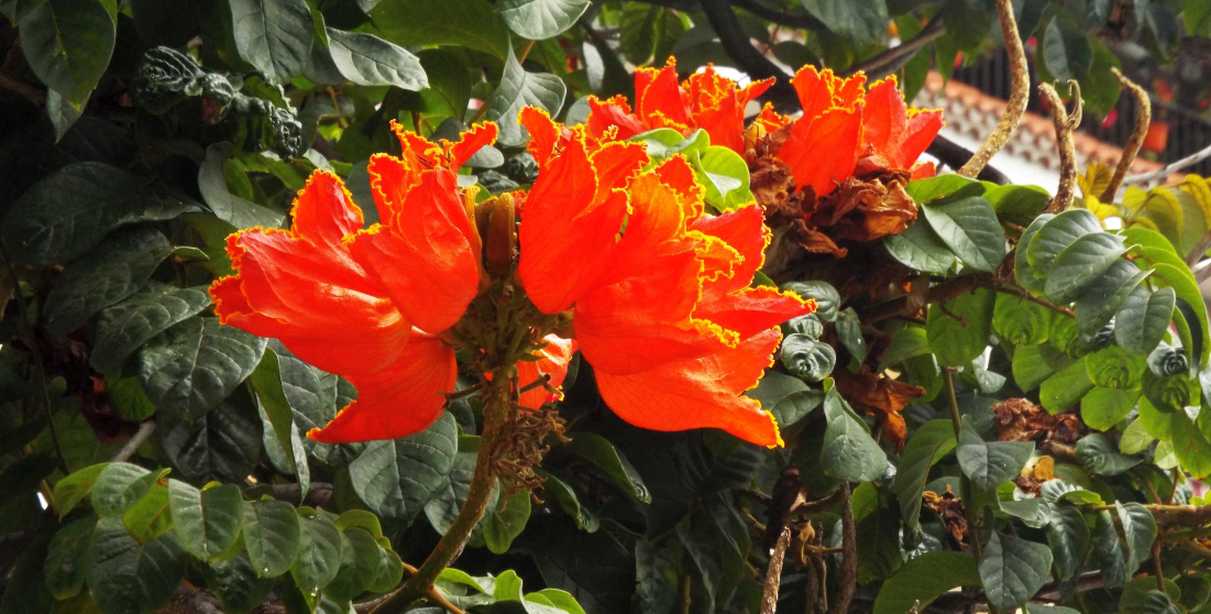 Da Tenerife (Canarie): Spathodea campanulata (Bignoniaceae)