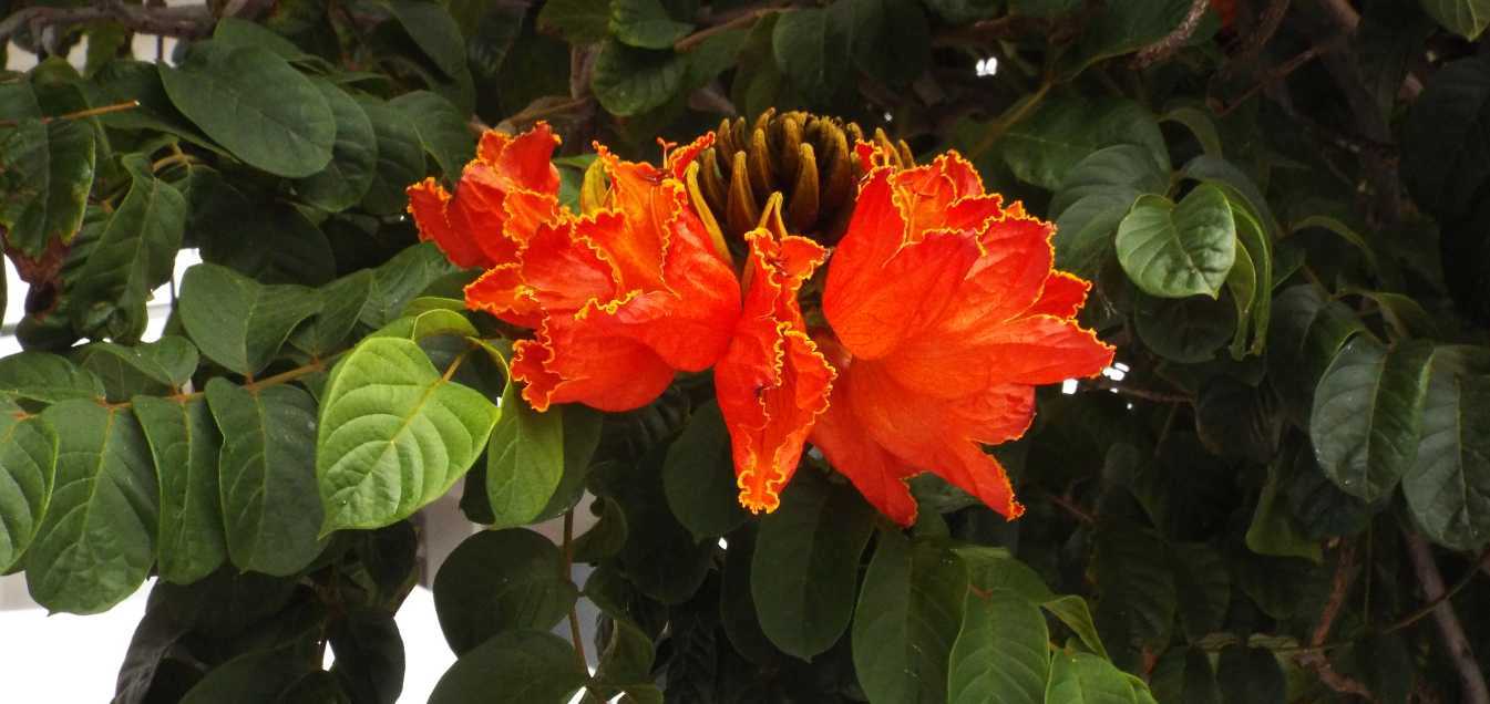 Da Tenerife (Canarie): Spathodea campanulata (Bignoniaceae)