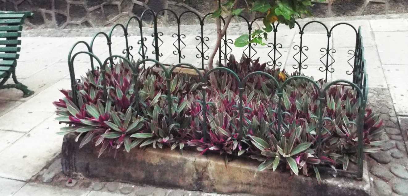 Da Tenerife (Canarie):  Tradescantia spathacea variegata (Commenilaceae)