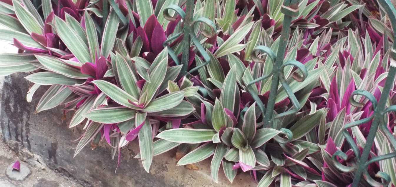 Da Tenerife (Canarie):  Tradescantia spathacea variegata (Commenilaceae)