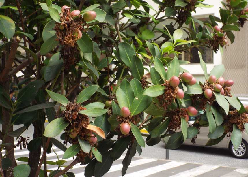 Da Tenerife (Canarie):  Acokanthera oblongifolia (Apocynaceae)