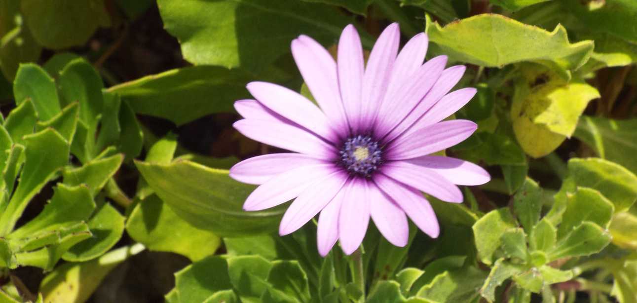 Da Tenerife (Canarie):  cv.  Asteraceae ( cfr.  Osteospermum sp.)