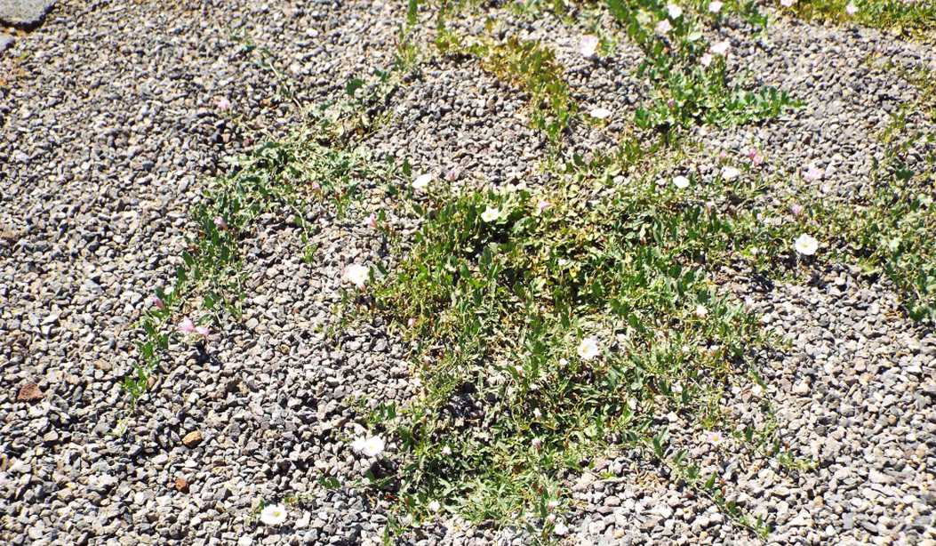 Da Tenerife (Canarie):  Convolvulacea: Convolvulus arvensis