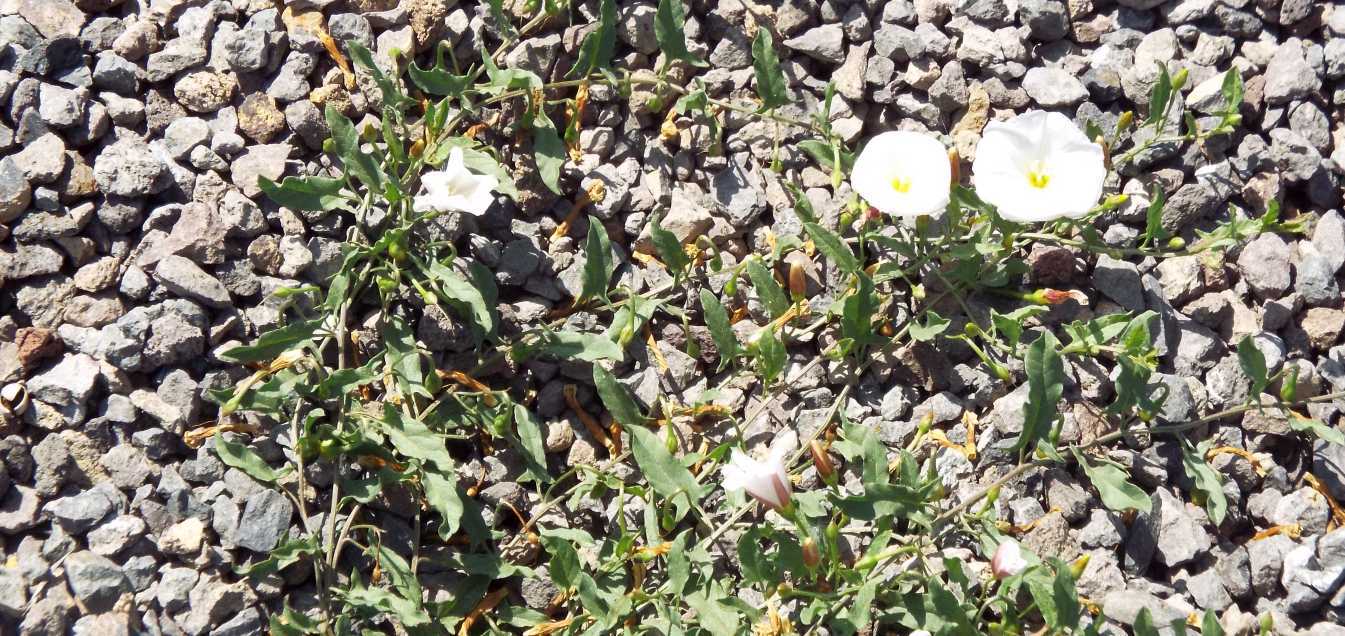 Da Tenerife (Canarie):  Convolvulacea: Convolvulus arvensis