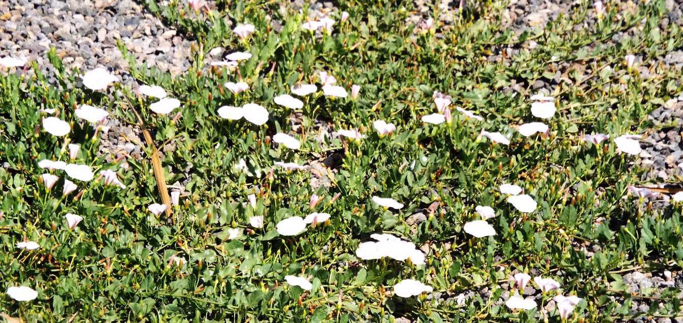 Da Tenerife (Canarie):  Convolvulacea: Convolvulus arvensis