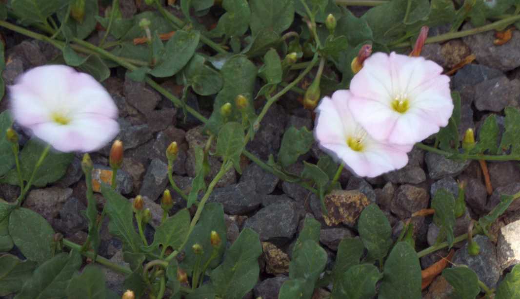 Da Tenerife (Canarie):  Convolvulacea: Convolvulus arvensis