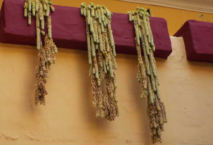 Da Tenerife (Canarie):  Sedum morganianum (Crassulaceae)