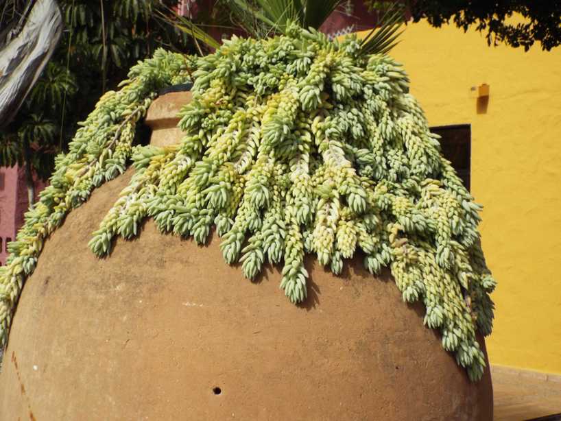 Da Tenerife (Canarie):  Sedum morganianum (Crassulaceae)