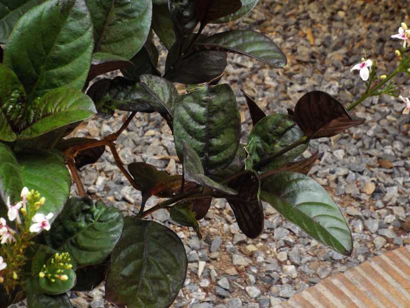 Da Tenerife (Canarie):  Pseuderanthemum carruthersii [cv]  (Acanthaceae)