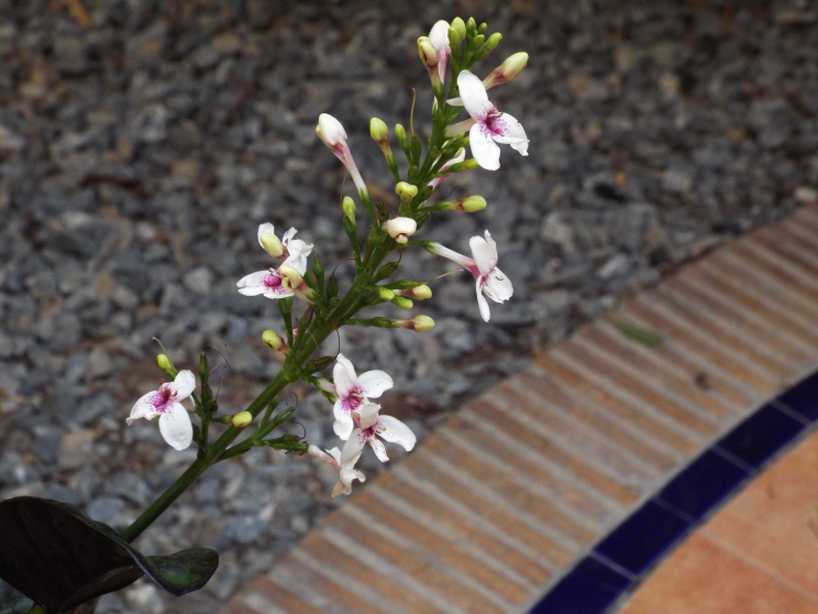 Da Tenerife (Canarie):  Pseuderanthemum carruthersii [cv]  (Acanthaceae)