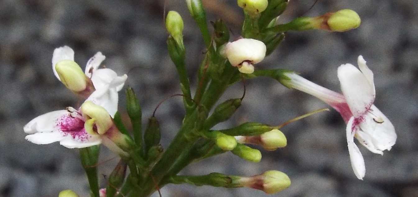 Da Tenerife (Canarie):  Pseuderanthemum carruthersii [cv]  (Acanthaceae)