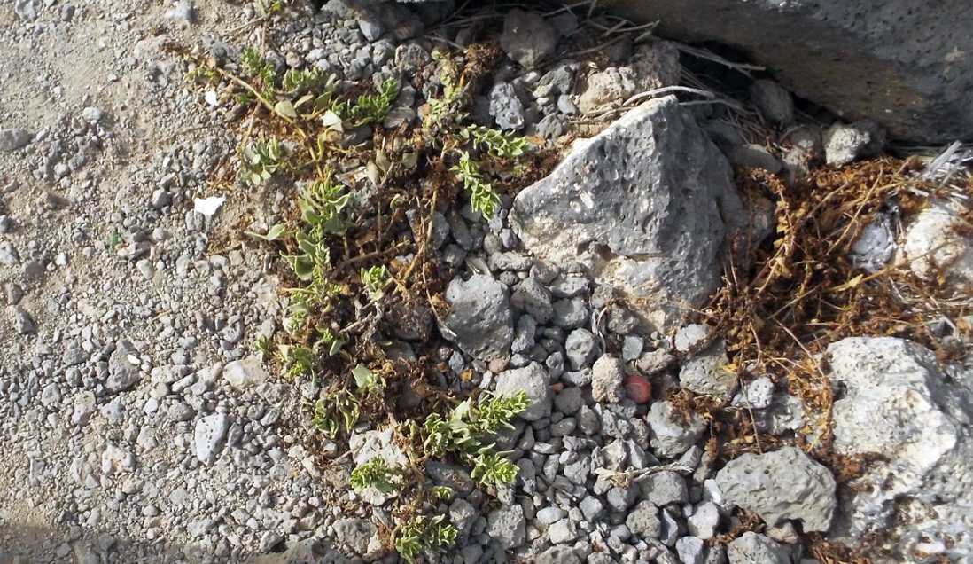 Da Tenerife (Canarie): Patellifolia patellaris (Chenopodiaceae)