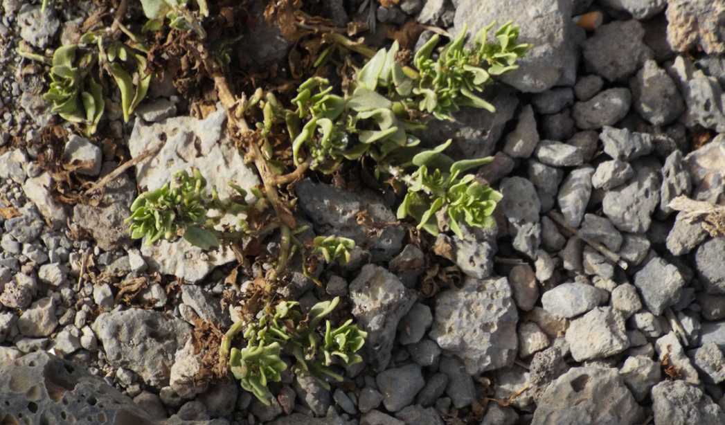 Da Tenerife (Canarie): Patellifolia patellaris (Chenopodiaceae)
