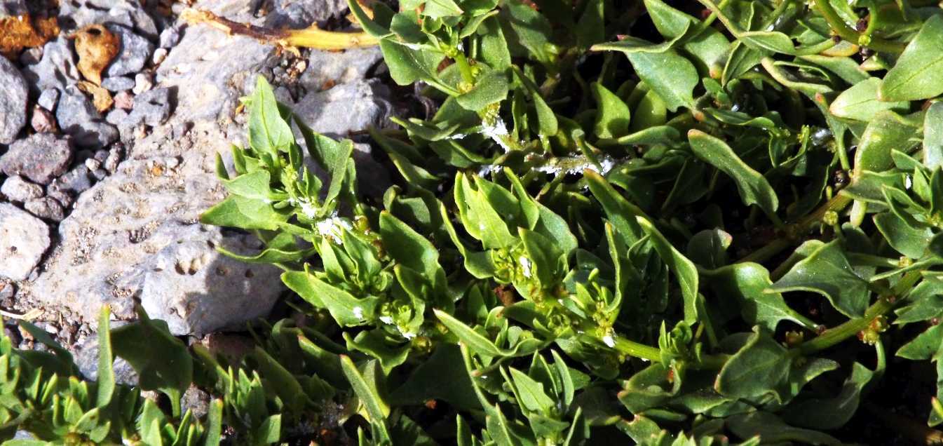 Da Tenerife (Canarie): Patellifolia patellaris (Chenopodiaceae)