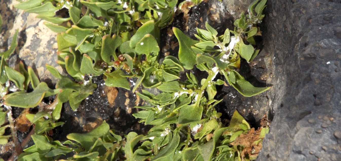 Da Tenerife (Canarie): Patellifolia patellaris (Chenopodiaceae)