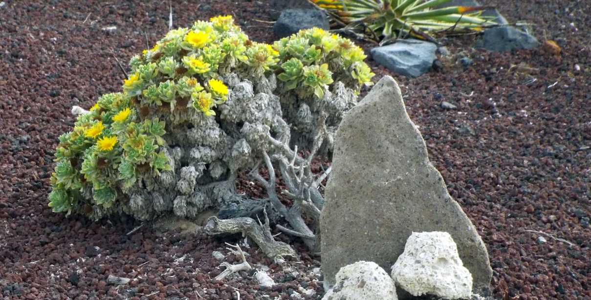 Da Tenerife (Canarie):  Asteriscus sericeus  (Asteraceae)